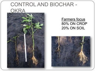 CONTROL AND BIOCHAR -
OKRA
                Farmers focus
                80% ON CROP
                20% ON SOIL
 