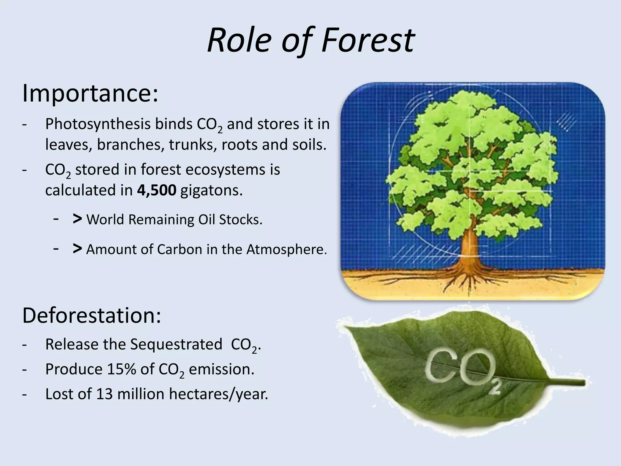 Role of ForestImportance:Photosynthesis binds CO2 and stores it in leaves, branches, trunks, roots and soils.