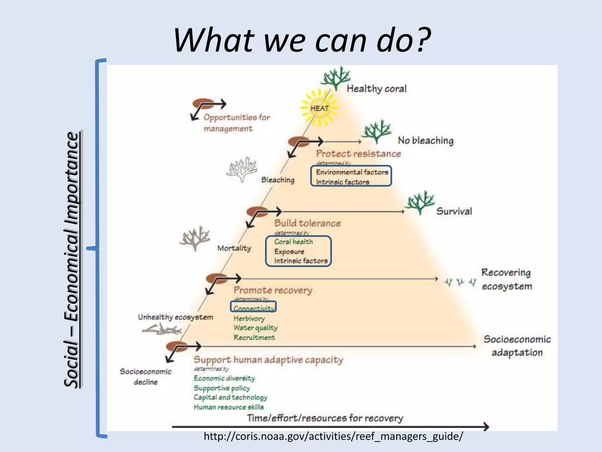 CO2vs. CoralCalcificationThe way that corals create their calcium carbonate skeleton (CaCO3)	Ca2+ + 2HCO3- CaCO3 + CO2 + H2OCarbonate equilibrium equation:CO2+ H2O ↔ H2CO3 ↔ HCO3- + H+ ↔ CO32- + 2H+HCO3-　is the most common form in ocean pHCO2vs. CoralCalcificationLooking at the equations, one can induce:Increases in atmospheric CO2 increases in oceanic HCO3-