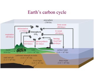 Earth’s carbon cycle
 