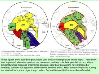 These figures show polar bear populations (left) and Arctic temperature trends (right). These show that, in general, where temperature has decreased, so have polar bear populations, and where temperature has increased or remained constant, polar bear populations have increased or remained constant (for a guide to abbreviations, see next slide).  Habit encroachment and hunting are also factors in some regions, e.g. Hudson Bay and Nunavut (extreme northern Canada). 