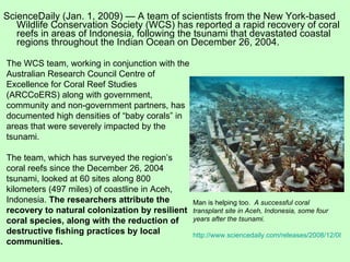 ScienceDaily (Jan. 1, 2009) — A team of scientists from the New York-based Wildlife Conservation Society (WCS) has reported a rapid recovery of coral reefs in areas of Indonesia, following the tsunami that devastated coastal regions throughout the Indian Ocean on December 26, 2004. Man is helping too.  A successful coral transplant site in Aceh, Indonesia, some four years after the tsunami.   http://www.sciencedaily.com/releases/2008/12/081227225250.htm The WCS team, working in conjunction with the Australian Research Council Centre of Excellence for Coral Reef Studies (ARCCoERS) along with government, community and non-government partners, has documented high densities of “baby corals” in areas that were severely impacted by the tsunami. The team, which has surveyed the region’s coral reefs since the December 26, 2004 tsunami, looked at 60 sites along 800 kilometers (497 miles) of coastline in Aceh, Indonesia.  The researchers attribute the recovery to natural colonization by resilient coral species, along with the reduction of destructive fishing practices by local communities. 
