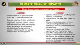 7
7
LIVESTOCK
 Contributes 56.3% of agriculture sector
output and 11.8% to the national GDP
 Supports more than 8 million rural families
 Degradation of grazing systems such as
pastures and grazing lands due to drought,
floods, and a rise in temperature and,
ultimately, loss of land productivity,
decrease in fodder quality and quantity,
and increase in disease epidemics
CLIMATE CHANGE IMPACTS
Climate Change Impacts on Livestock, and Forestry.
FORESTRY
 Important natural resource specifically in the
context of rural livelihood
 Provides timber, fuel wood, food, habitat for
wildlife
 Act as an important ecosystem services,
such as mitigating carbon dioxide, and
controlling or reducing cyclones and storms
in coastal areas
 Forest area in Pakistan is 4.19 Mha,
representing 5% of the total land area
 Most of the anticipated impacts of climate
change, such as change in temperature and
precipitation, and increasing frequency and
intensity of extreme events, will affect the
forest severely, threatening the biodiversity
status, and soil quality.
 