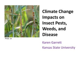 Climate Change
Impacts on
Insect Pests,
Weeds, and
Disease
Karen Garrett
Kansas State University
Photo: Jin
 