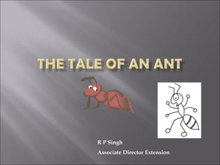 R P Singh
Associate Director Extension
 