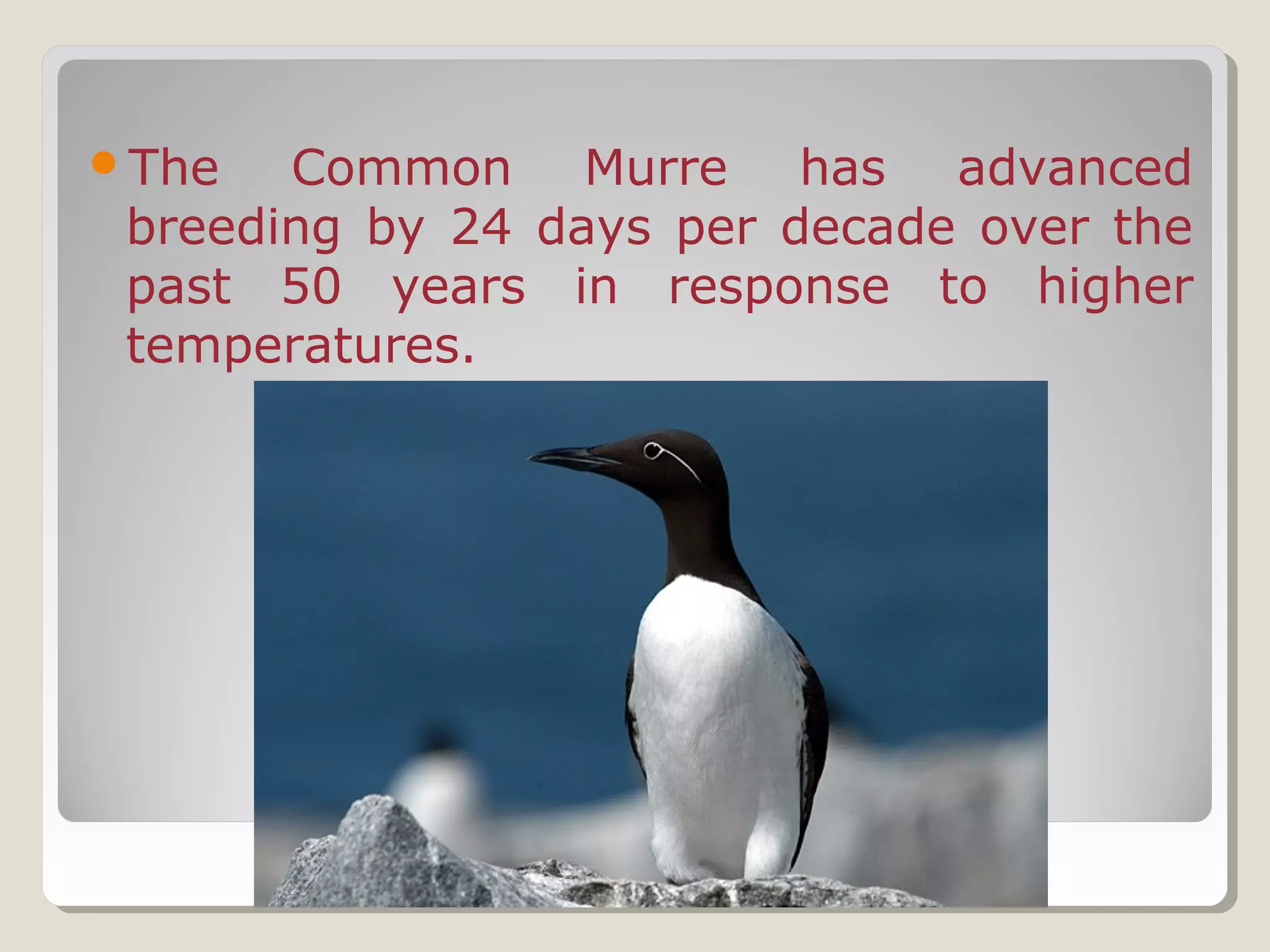 The Common Murre has advanced
breeding by 24 days per decade over the
past 50 years in response to higher
temperatures.
 