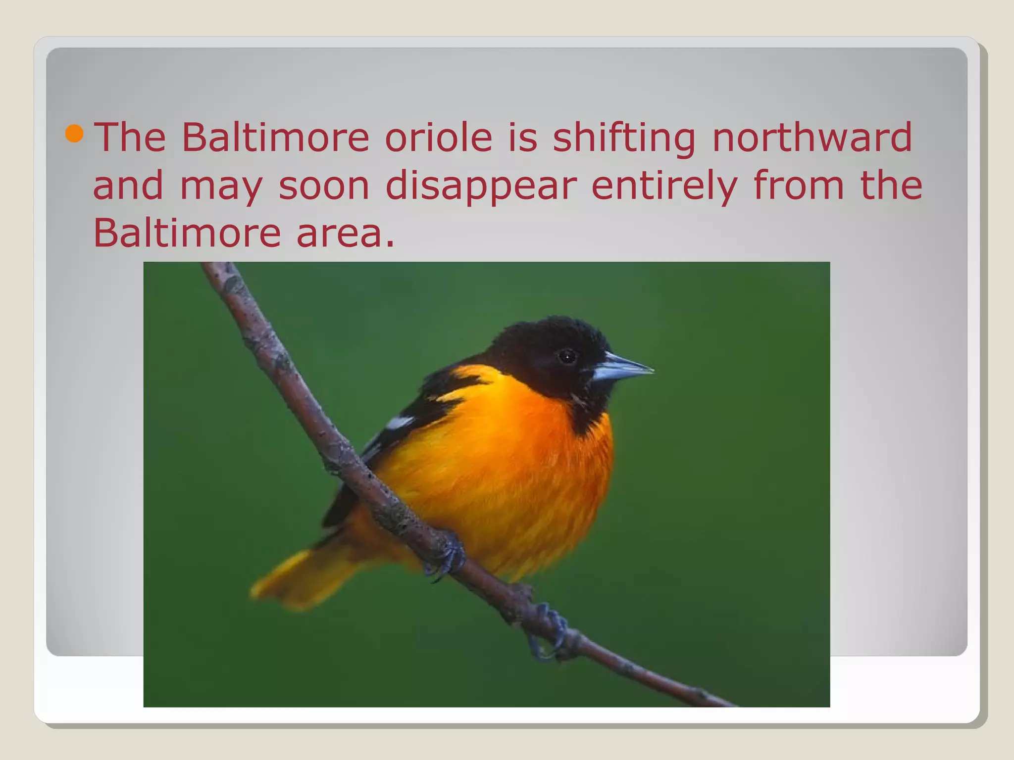 The Baltimore oriole is shifting northward
and may soon disappear entirely from the
Baltimore area.
 