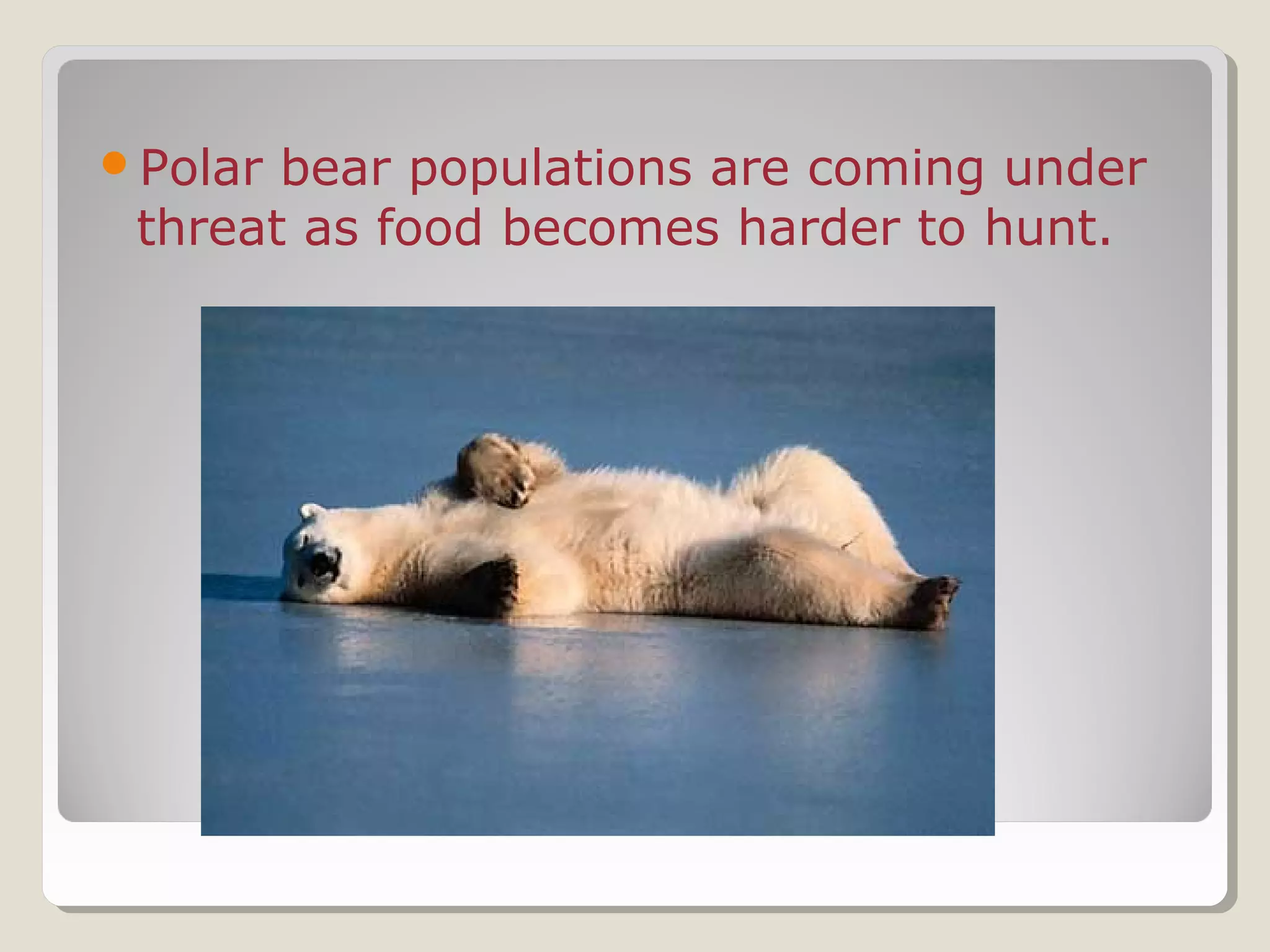 Polar bear populations are coming under
threat as food becomes harder to hunt.
 