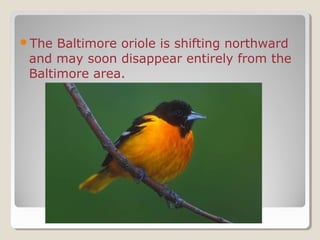 The Baltimore oriole is shifting northward
and may soon disappear entirely from the
Baltimore area.
 