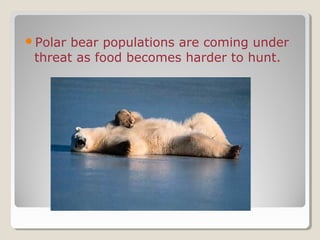 Polar bear populations are coming under
threat as food becomes harder to hunt.
 