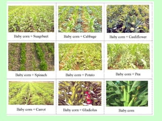 Climate Resilient Horticultural Crops of Future | PDF