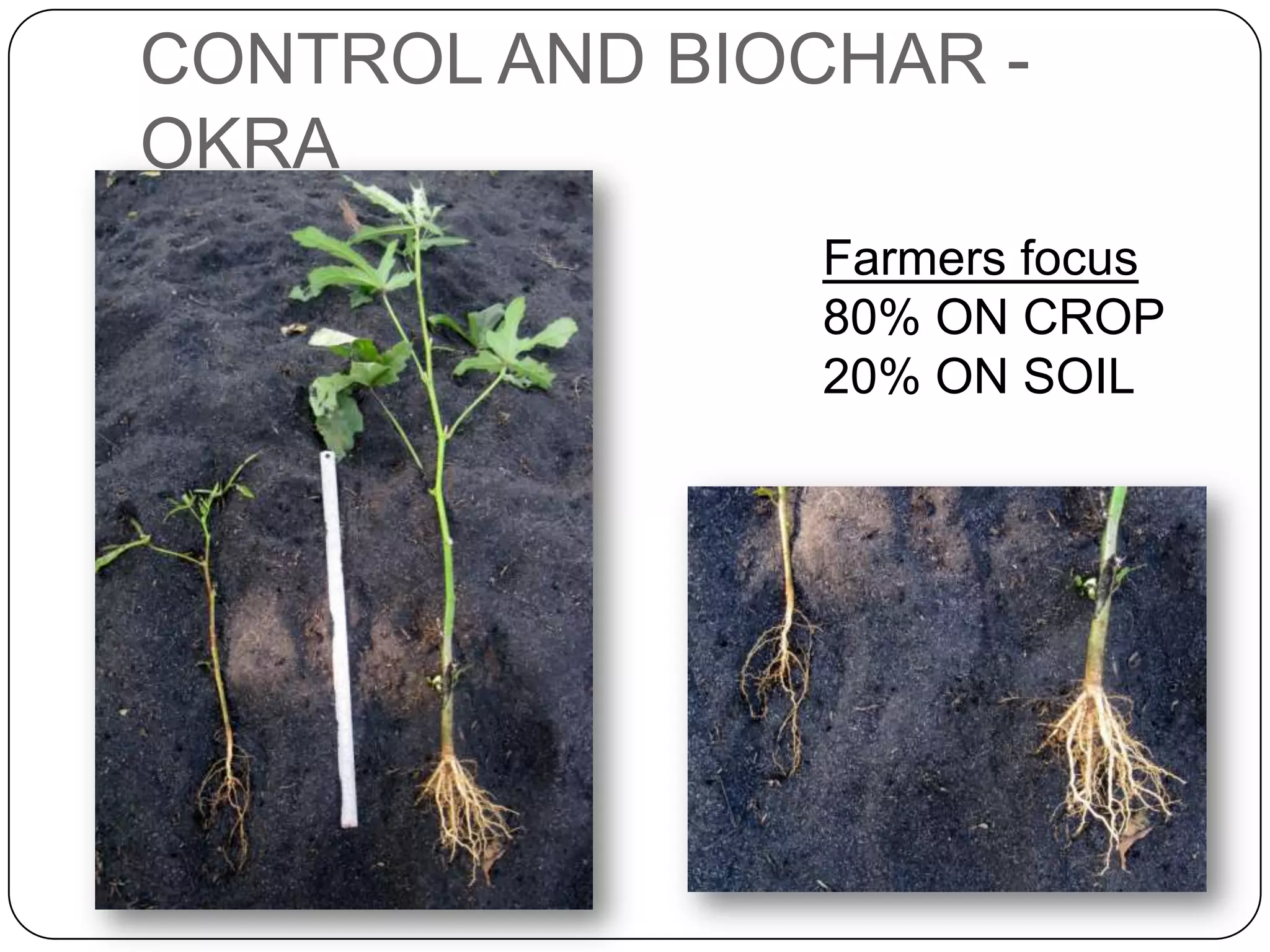 CONTROL AND BIOCHAR - OKRAFarmers focus80% ON CROP20% ON SOIL