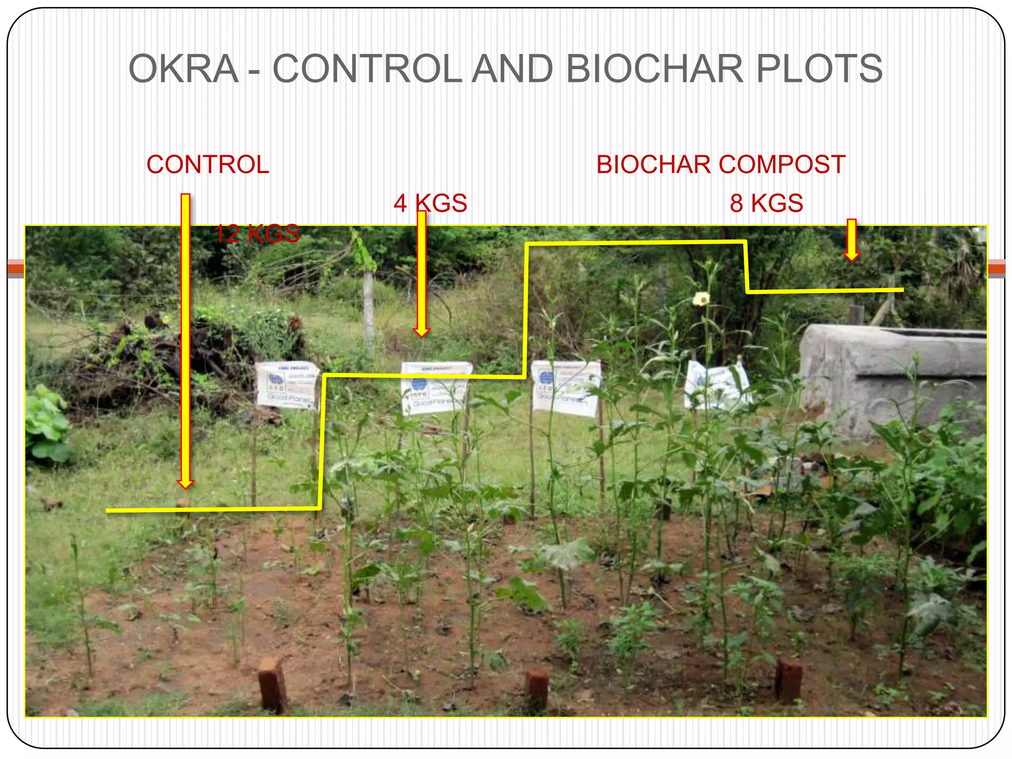 OKRA - CONTROL AND BIOCHAR PLOTS        CONTROL                  		BIOCHAR COMPOST		 	4 KGS      	                   8 KGS  		   12 KGS