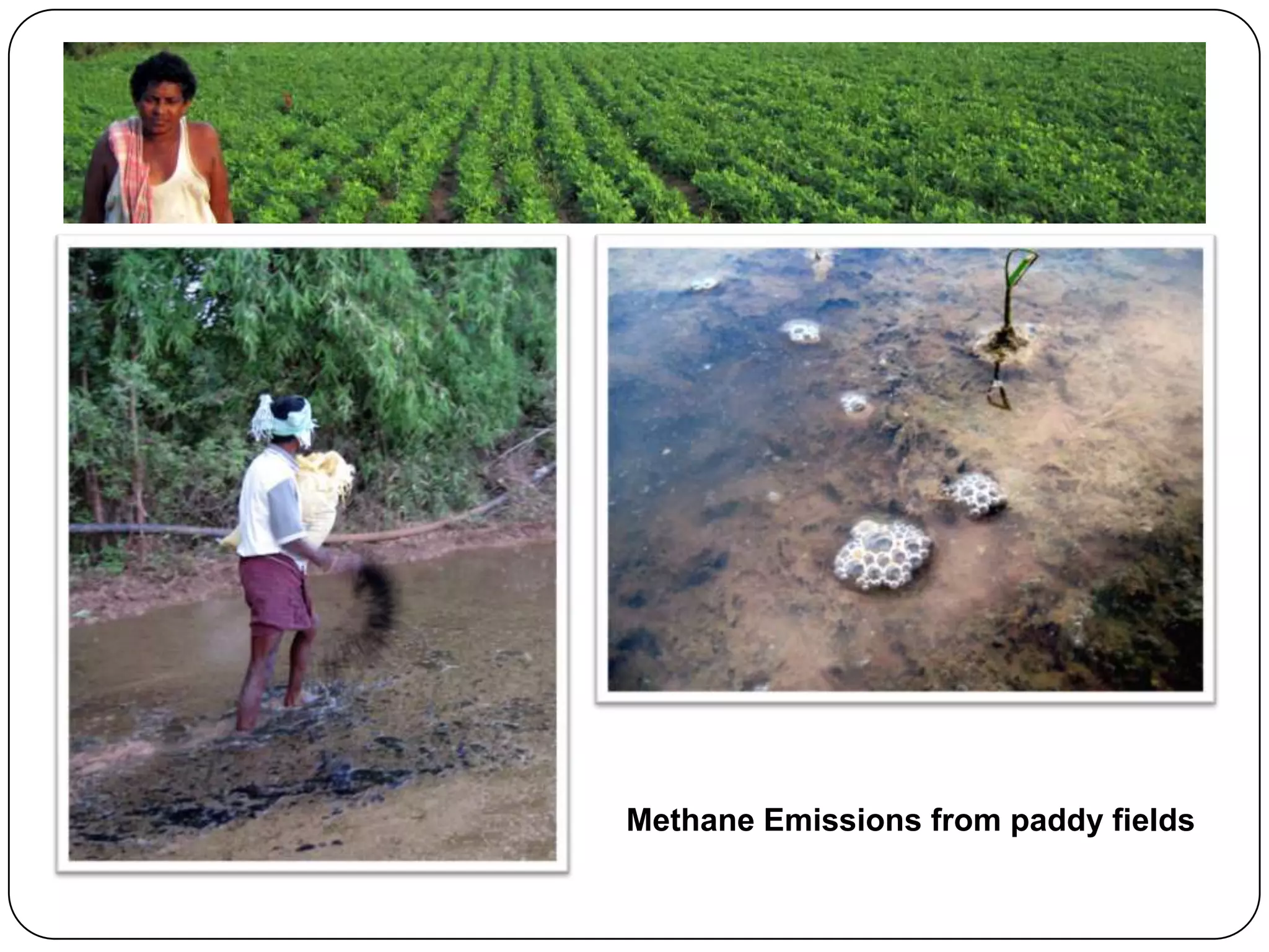 Methane Emissions from paddy fields