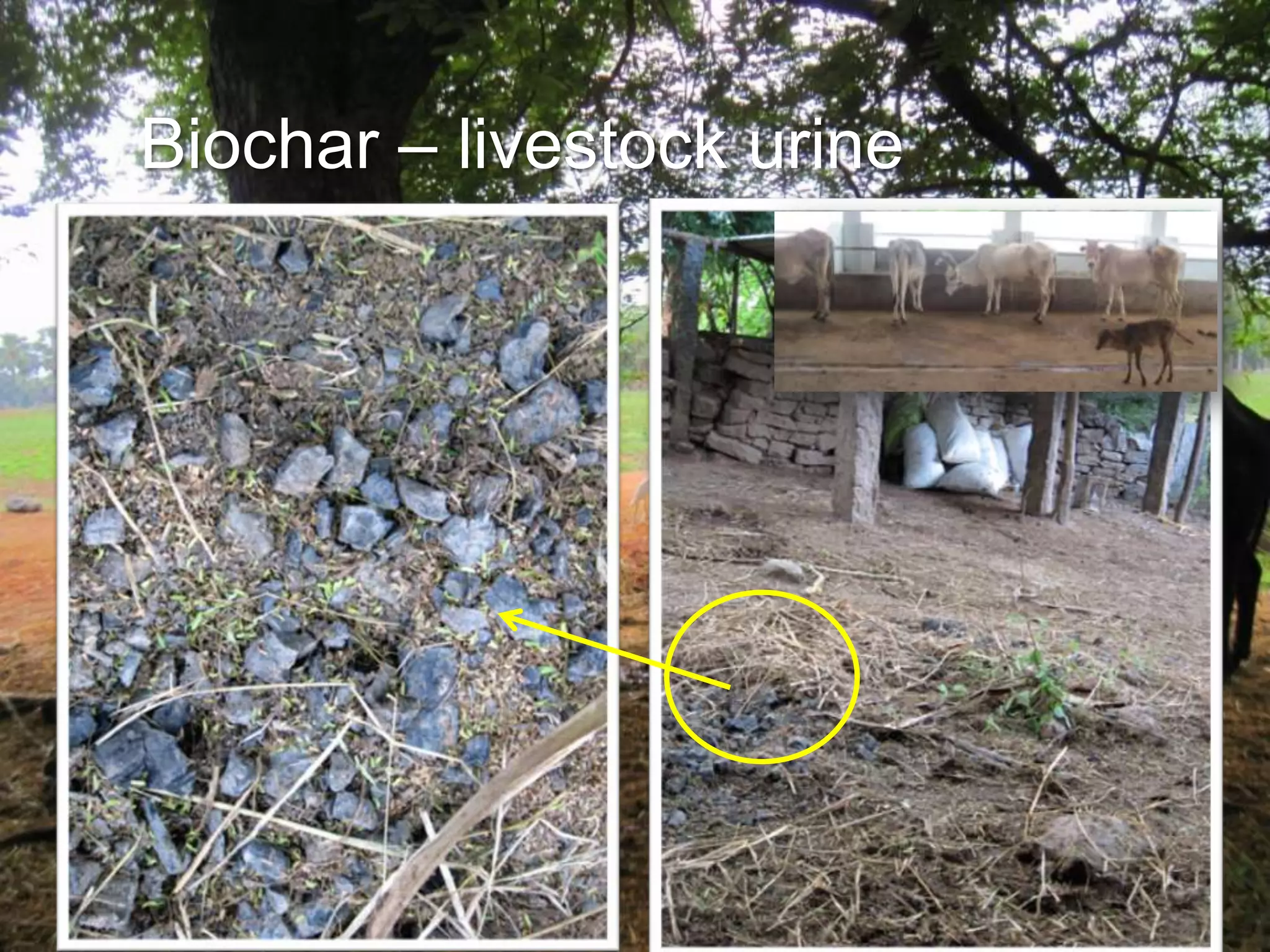 Biochar – livestock urine