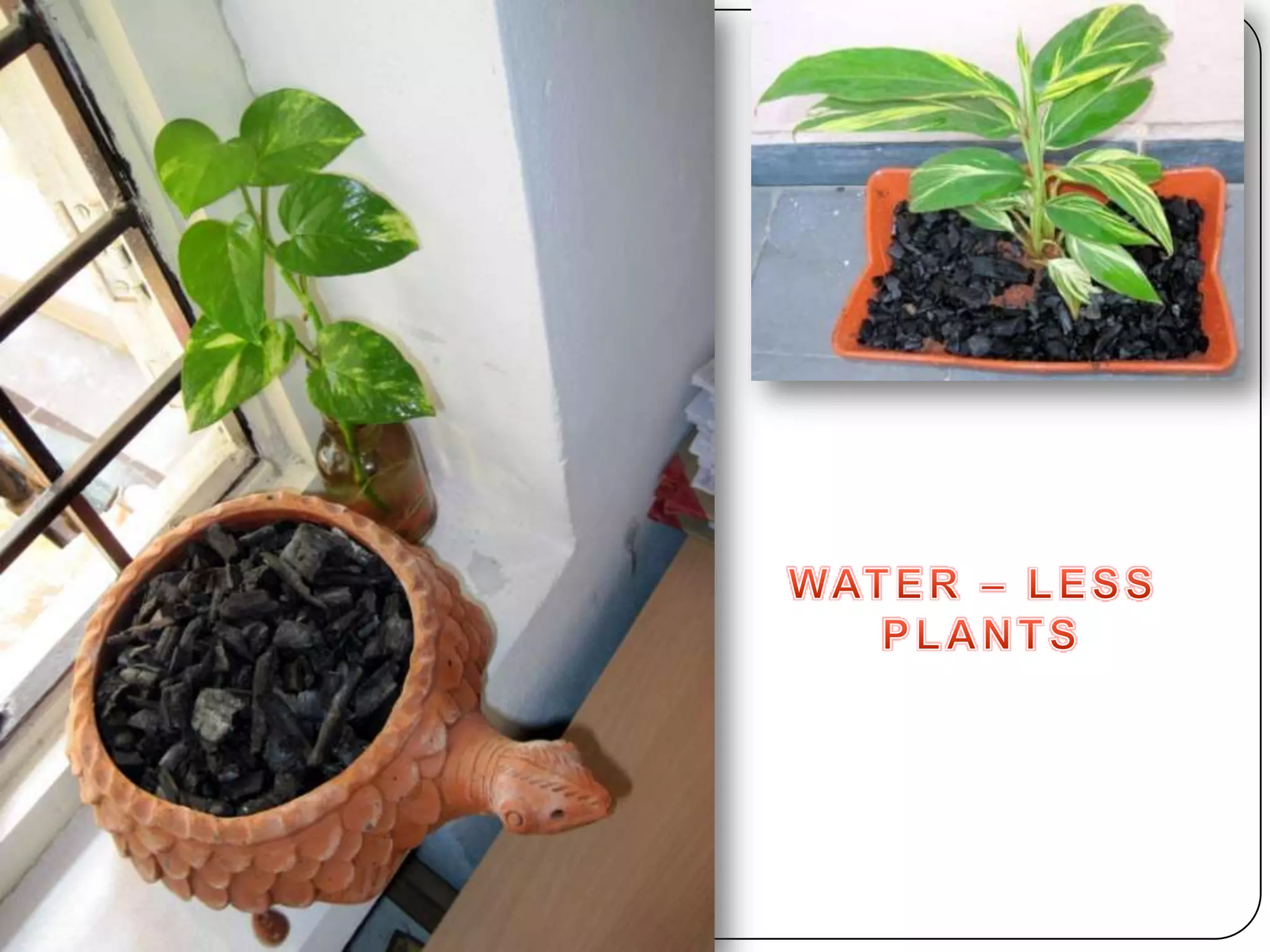 WATER – LESS PLANTS