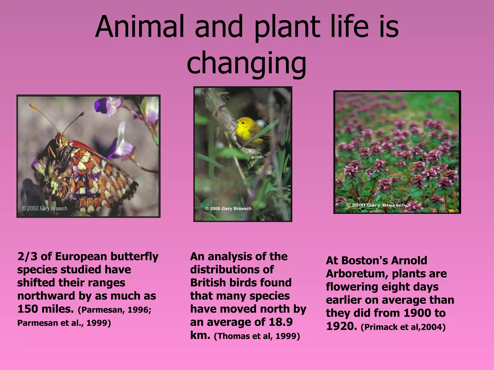 Animal and plant life is changing 2/3 of European butterfly species studied have shifted their ranges northward by as much as 150 miles.   (Parmesan, 1996; Parmesan et al., 1999)   An analysis of the distributions of British birds found that many species have moved north by an average of 18.9 km.  (Thomas et al, 1999) At Boston's Arnold Arboretum, plants are flowering eight days earlier on average than they did from 1900 to 1920.  (Primack et al,2004) 