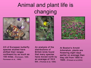 Animal and plant life is
changing
2/3 of European butterfly
species studied have
shifted their ranges
northward by as much as
150 miles. (Parmesan, 1996;
Parmesan et al., 1999)
An analysis of the
distributions of
British birds found
that many species
have moved north by
an average of 18.9
km. (Thomas et al, 1999)
At Boston's Arnold
Arboretum, plants are
flowering eight days
earlier on average than
they did from 1900 to
1920. (Primack et al,2004)
 