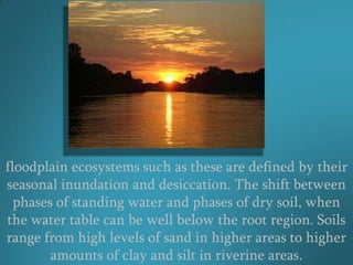 floodplain ecosystems such as these are defined by their
seasonal inundation and desiccation. The shift between
  phases of standing water and phases of dry soil, when
the water table can be well below the root region. Soils
range from high levels of sand in higher areas to higher
        amounts of clay and silt in riverine areas.
 