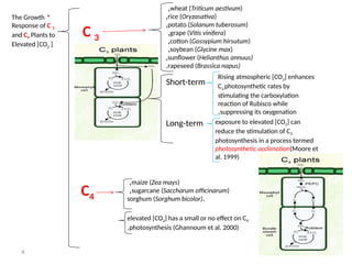 4
*
The Growth
Response of C 3
and C4 Plants to
Elevated [CO2 ]
wheat (Triticum aestivum)
,
rice (Oryzasativa)
,
potato (Solanum tuberosum)
,
grape (Vitis vinifera)
,
cotton (Gossypium hirsutum)
,
soybean (Glycine max)
,
sunflower (Helianthus annuus)
,
rapeseed (Brassica napus)
.
C 3
Long-term
Short-term
Rising atmospheric [CO2] enhances
C3 photosynthetic rates by
stimulating the carboxylation
reaction of Rubisco while
suppressing its oxygenation
.
exposure to elevated [CO2] can
reduce the stimulation of C3
photosynthesis in a process termed
photosynthetic acclimation(Moore et
al. 1999)
C4
elevated [CO2] has a small or no effect on C4
photosynthesis (Ghannoum et al. 2000)
.
maize (Zea mays)
,
sugarcane (Saccharum officinarum)
,
.
sorghum (Sorghum bicolor)
 