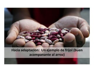 Climate change scenarios_lac_rice