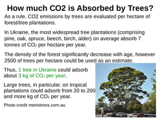 How much СО2 is Absorbed by Trees?
As a rule, CO2 emissions by trees are evaluated per hectare of
forest/tree plantations.
In Ukraine, the most widespread tree plantations (comprising
pine, oak, spruce, beech, birch, alder) on average absorb 7
tonnes of СО2 per hectare per year.
The density of the forest significantly decrease with age, however
2500 of trees per hectare could be used as an estimate.
Thus, 1 tree in Ukraine could adsorb
about 3 kg of СО2 per year.
Large trees, in particular, on tropical
plantations could adsorb from 20 to 200
and more kg of СО2 per year.
Photo credit metrotrees.com.au
 