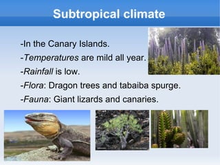 Subtropical climate

-In the Canary Islands.
-Temperatures are mild all year.
-Rainfall is low.
-Flora: Dragon trees and tabaiba spurge.
-Fauna: Giant lizards and canaries.
 