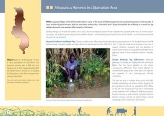 ■ ■ Miraculous Harvests in a Starvation Area
                                             n
                                             Q Q Khangawa Village within the Rumphi district is one of the areas of Malawi experiencing soaring temperatures and drought. It
                                             once produced good harvests, but has now been reduced to a ‘starvation area’. Many households are suffering as a result but, by
                                             defying the odds, one woman offers hope for the future.

                                             Etrida Luhanga is a 41-year-old widow. Since 2002, she has enjoyed bumper harvests despite the unpredictable rains. At a time of food
                                             shortages, her ability to produce good and reliable harvests – and thereby ensure food security for her family – is an important example
                                             of what can be achieved.

                                             Organic Fertilisers and Maize Pits: Climatic conditions are affecting animal rearing and crop production in the Rumphi district. Rainfall
                                             patterns have changed greatly and agricultural activities have become difficult to plan. “I owe the miraculous harvests to the use of
                                                                                                                                 organic fertilisers (manure) and the planting of
                                                                                                                                 maize in pits instead of using chemical fertilisers and
                                                                                                                                 planting maize in the traditional manner,” explains
                                                                                                                                 Etrida.

 Malawi’s area is 118,484 square km and                                                                                           Simple Methods, Big Differences: Maize-pit
 it has a population of 14.3 million. The                                                                                         planting is a simple, but highly effective technique.
 extreme poverty rate is 74% and the                                                                                              Maize that has been planted in pits shows
 literacy rate is 63%. Approximately 88%                                                                                          conspicuous differences from maize planted on
 of children are in school, but according                                                                                         conventional ridges, even if the fields are adjacent
 to UN statistics, only 36% complete their                                                                                        and growing in very homogenous climatic
 primary education.                                                                                                               conditions.
 You can read more about climate and food                                                                                         The pits are dug in irregular lines across the field,
 production in Malawi on page 40.
                                                                                                                                  thereby preventing soil erosion. When digging the
                                                                                                                                  pit, topsoil and sub-soil are separated. When filling
                                                                                                                                  in the pit, the topsoil and sub-soil is thoroughly
                                                                                                                                  mixed together with 20 litres of well-decomposed
                                                                                                                                  bocash manure or well-matured compost manure.
                                                                                                                                  Bocash manure consists of green leaves, animal
                                             Etrida Luhanga demonstrating liquid manure-making and application.                   droppings, ashes, maize bran and topsoil.




30
 