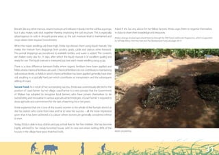 “ I owe the miraculous harvests to the use of organic fertilisers and the planting of maize in pits.”




Bocash, like any other manure, retains moisture and releases it slowly into the soil like a sponge,   Asked if she has any advice for her fellow farmers, Etrida urges them to organise themselves
but it also makes soils stick together thereby improving the soil structure. This is especially       in clubs to share their knowledge and resources.
advantageous to soils in drought-prone areas, as the soil moisture level is maintained and
                                                                                                      Etrida Luhanga received agricultural training through the FAIR Rural Livelihoods Programme, which is supported
crops obtain their required nourishment.                                                              by Self Help Africa, Find Your Feet and The Development Fund, see pages 50-51.

When the maize seedlings are knee-high, Etrida top-dresses them using liquid manure. She
makes this manure from droppings from poultry, goats, cattle and various other livestock.
The animal droppings are transferred to available bottles, and water is added. The contents
are shaken every day for 21 days, after which the liquid manure is of excellent quality and
ready for use. The liquid manure is measured out over each maize seedling using a cup.

There is a clear difference between fields where organic fertilisers have been applied and
fields where chemical fertilisers are used. Chemical fertilisers do not contribute to maintaining
soil moisture levels, so fields in which chemical fertiliser has been applied generally have drier
soil, resulting in a typically hard pan which contributes to transpiration and the subsequent
wilting of crops.

Secure Food: As a result of her outstanding success, Etrida was unanimously elected to the
position of ‘Lead Farmer’ by her village. Lead Farmer is a new concept that the Government
of Malawi has adopted to recognise local farmers who have proven themselves to be
outstanding and innovative in various agricultural technologies. A Lead Farmer is required to
show aptitude and commitment for the task of teaching his or her peers.

Etrida explained that she is one of the busiest women in the whole of the Rumphi district as
she has visitors who come from near and far to view her success – all the more impressive
given that it has been achieved in a culture where women are generally considered inferior
to men.

Today, Etrida is able to buy clothes and pay school fees for her five children. She has become
highly admired for her newly-furnished house, with its new iron-sheet roofing; 80% of the
houses in the village have grass thatched roofs.                                                      Maize–pit planting.




                                                                                                                                                                                                            31
 