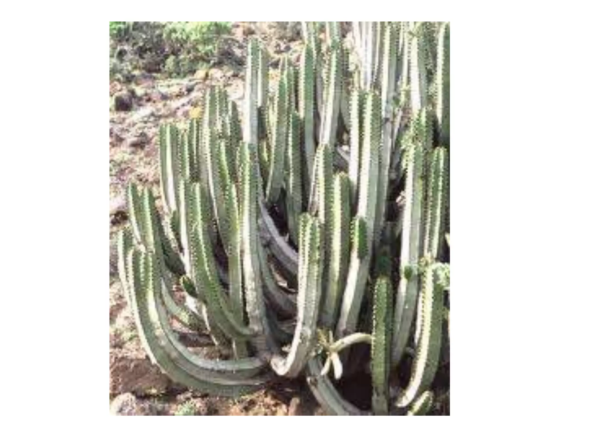 Climate graphs and landscapes