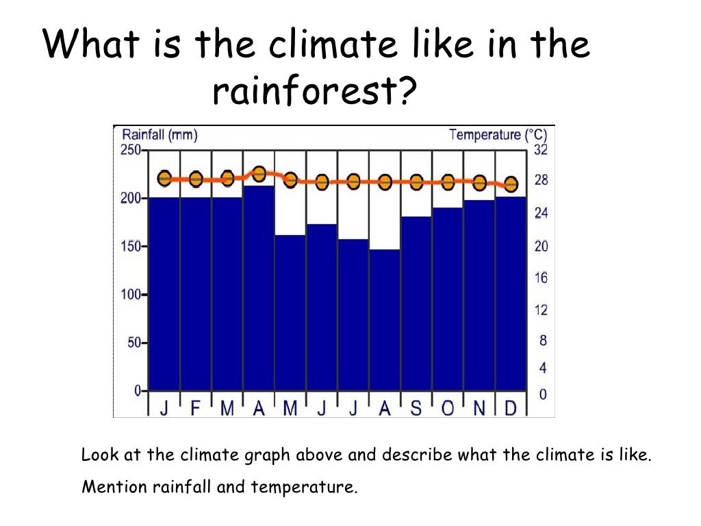 Amazon rainforest climate temperature and rainfall at christina