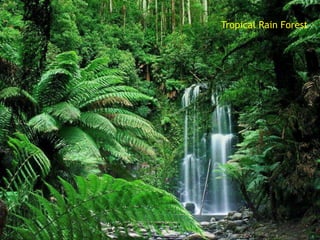 Tropical Rain Forest
 