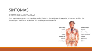 SINTOMAS
ENFERMEDAD CARDIOVASCULAR:
Esta mediado en parte por cambios en los factores de riesgo cardiovascular, como los perfiles de
lípidos que comienzan a cambiar durante la perimenopausia.
 