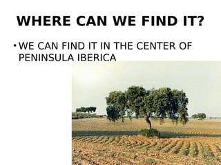 WHERE CAN WE FIND IT?
• WE CAN FIND IT IN THE CENTER OF
PENINSULA IBERICA
 