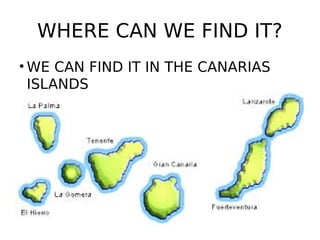 WHERE CAN WE FIND IT?
• WE CAN FIND IT IN THE CANARIAS
ISLANDS
 