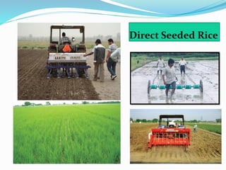 Direct Rice Planting Climate smart agricultural machinery | PDF
