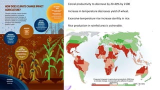 Cereal productivity to decrease by 20-40% by 2100
Increase in temperature decreases yield of wheat.
Excessive temperature rise increase sterility in rice.
Rice production in rainfed area is vulnerable.
 