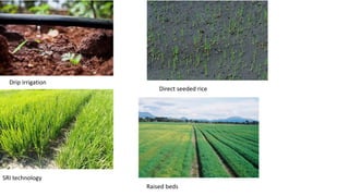 SRI technology
Drip irrigation
Direct seeded rice
Raised beds
 