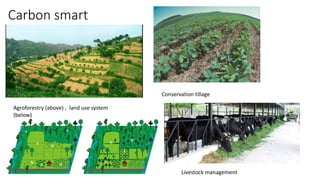 Carbon smart
Agroforestry (above) , land use system
(below)
Conservation tillage
Livestock management
 