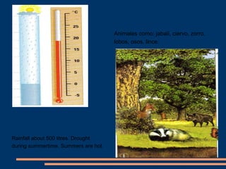 Rainfall about 500 litres. Drought 
during summertime. Summers are hot. 
Animales como: jabalí, ciervo, zorro, 
lobos, osos, lince. 
 