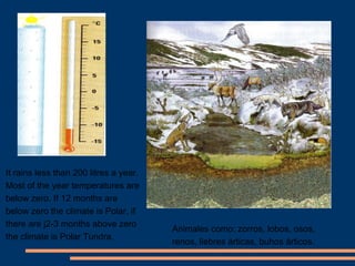 It rains less than 200 litres a year. 
Most of the year temperatures are 
below zero. If 12 months are 
below zero the climate is Polar, if 
there are j2-3 months above zero 
the climate is Polar Tundra. 
Animales como: zorros, lobos, osos, 
renos, liebres árticas, buhos árticos. 
 