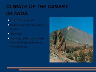 CLIMATE OF THE CANARY 
ISLANDS. 
●Area; Canary islands.. 
●Temperatures are very soft all 
the year. 
●Little rain. 
●Landscape: palm trees, canary 
pines, the drago and several 
types of bushes. 
 