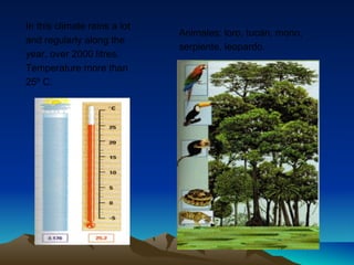 Animales: loro, tucán, mono, 
serpiente, leopardo. 
In this climate rains a lot 
and regularly along the 
year, over 2000 litres. 
Temperature more than 
25º C. 
 