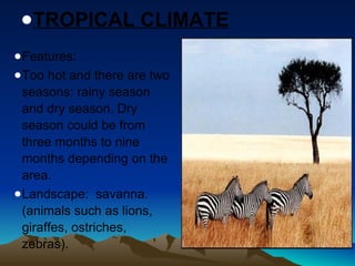 ●TROPICAL CLIMATE 
●Features: 
●Too hot and there are two 
seasons: rainy season 
and dry season. Dry 
season could be from 
three months to nine 
months depending on the 
area. 
●Landscape: savanna. 
(animals such as lions, 
giraffes, ostriches, 
zebras). 
 