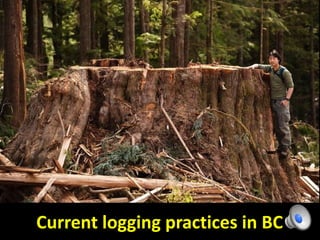 Current logging practices in BC
 