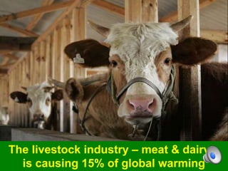 The livestock industry – meat & dairy –
is causing 15% of global warming
 