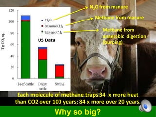 Why so big?
N2O from manure
Methane from manure
Methane from
anaerobic digestion
(burping)US Data
Each molecule of methane traps 34 x more heat
than CO2 over 100 years; 84 x more over 20 years.
 