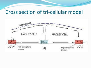 Cross section of tri-cellular model
 
