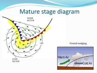 Mature stage diagram
WARM
SECTOR
COLD
SECTOR
Frontal wedging
 