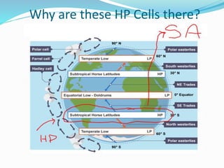 Why are these HP Cells there?
 